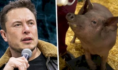 Elon Musk’s Neuralink Venture Unveils Gertrude, a Pig With Computer Chip in Brain
