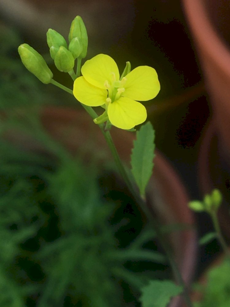 Terracotta Garden At Home | Quarantine Story