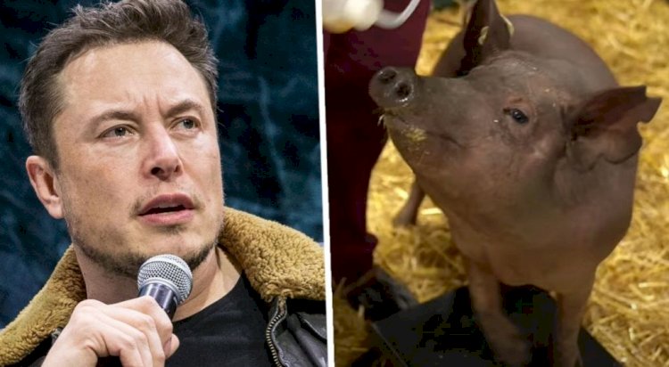 Elon Musk’s Neuralink Venture Unveils Gertrude, a Pig With Computer ...