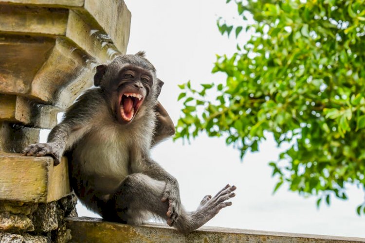 "Macaque Striking a Pose"