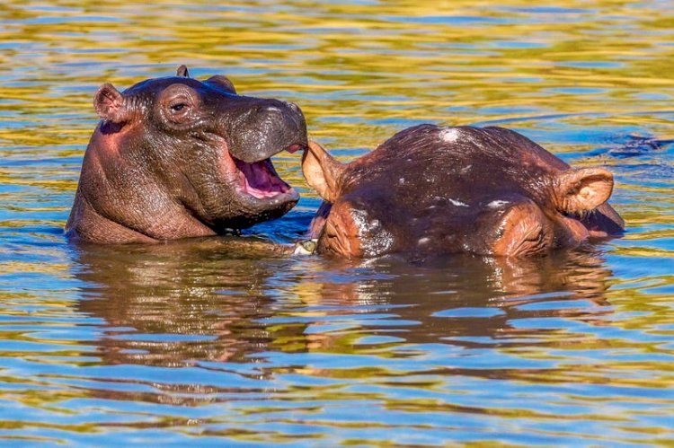 "Laughing Hippo"
