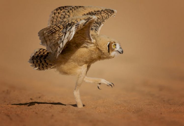 "How Can I Fly?"