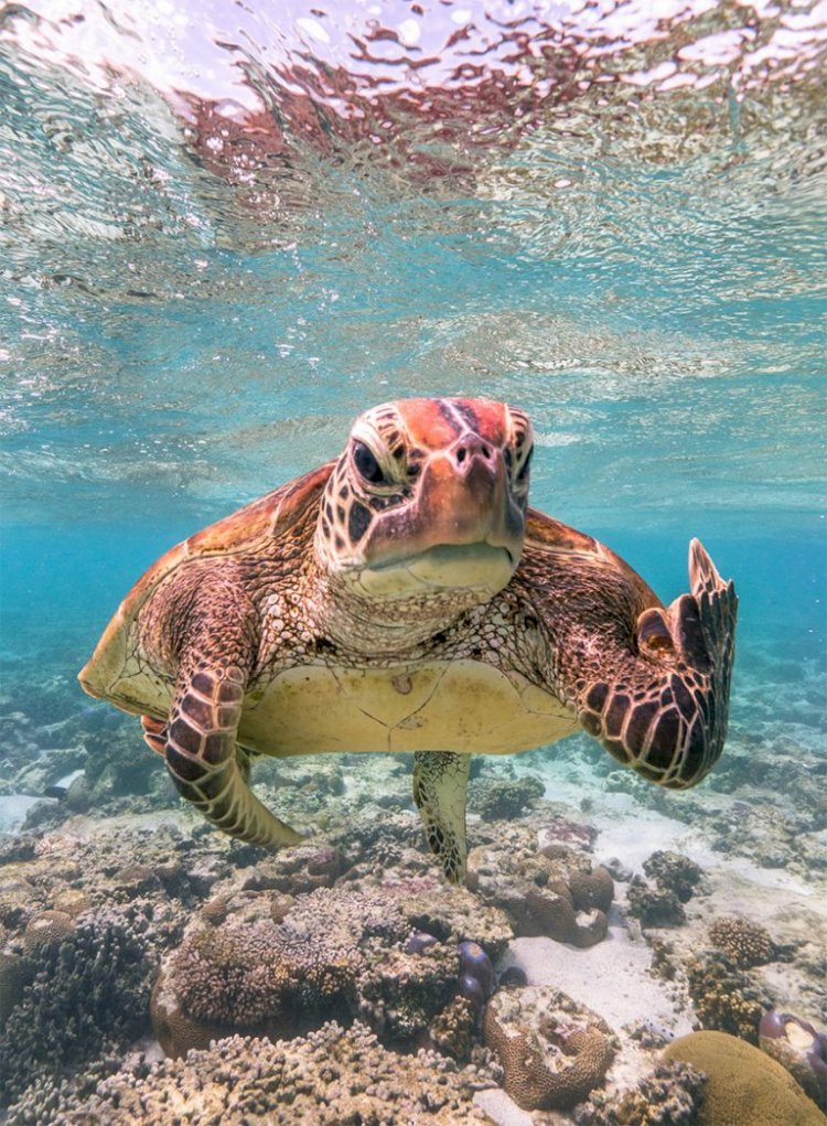 "Terry the Turtle flipping the bird"