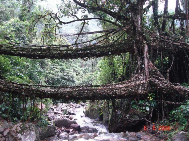 Double Decker Living Root Bridges