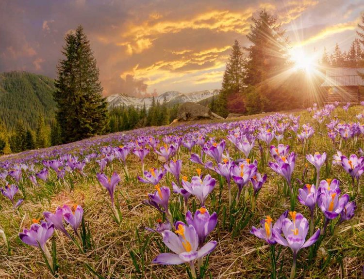 The Valley Of Flowers