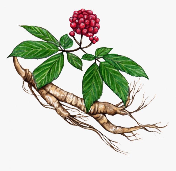 A beginner’s guide to ginseng