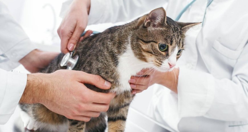 A Purr-fect Guide to Feline Wellness: Navigating Common Cat Health Issues