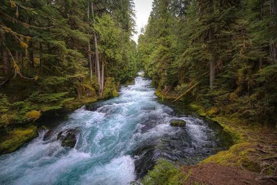 The River of Life