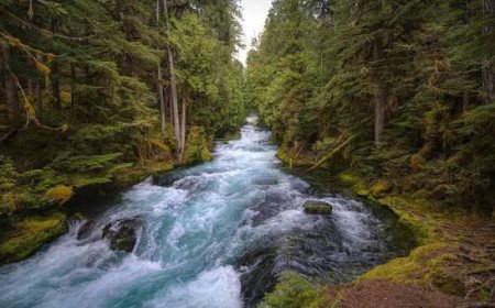 The River of Life