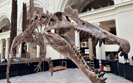 Scientists recently discovered new dinosaur in brazil